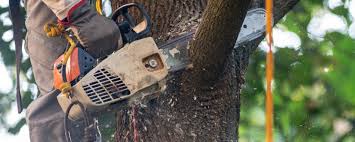 Best Soil Testing and Treatment  in Shell Ridge, CA