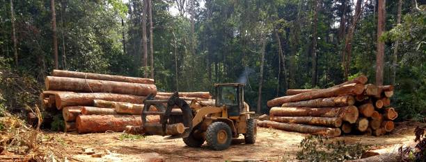 Mulching Services in Shell Ridge, CA