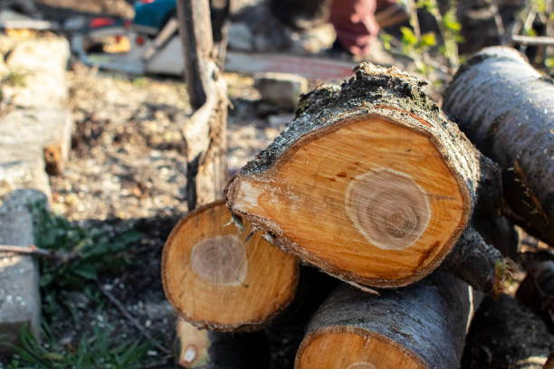 Shell Ridge, CA Tree Care Company