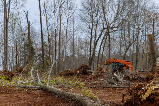 Best Firewood Processing and Delivery  in Shell Ridge, CA