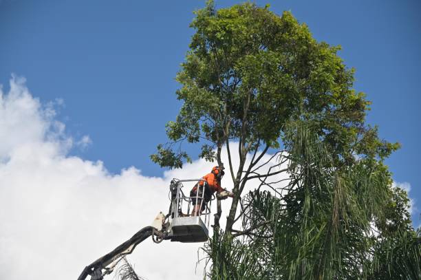 How Our Tree Care Process Works  in  Shell Ridge, CA
