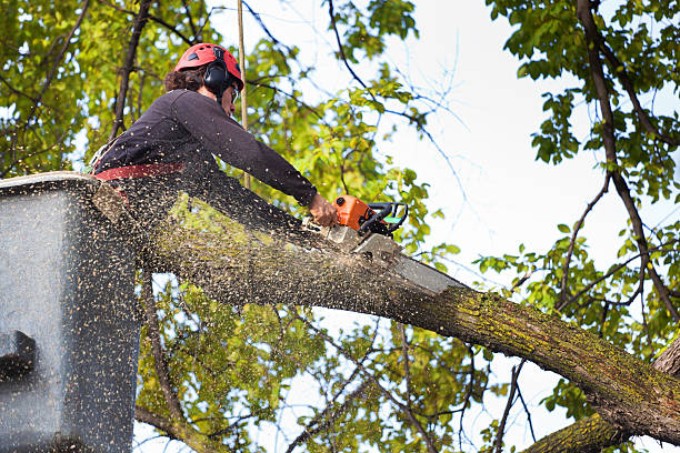 Best Hazardous Tree Removal  in Shell Ridge, CA