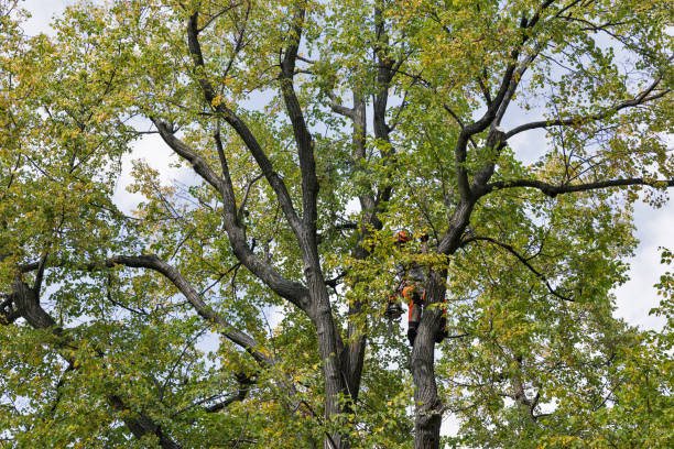 Best Leaf Removal  in Shell Ridge, CA